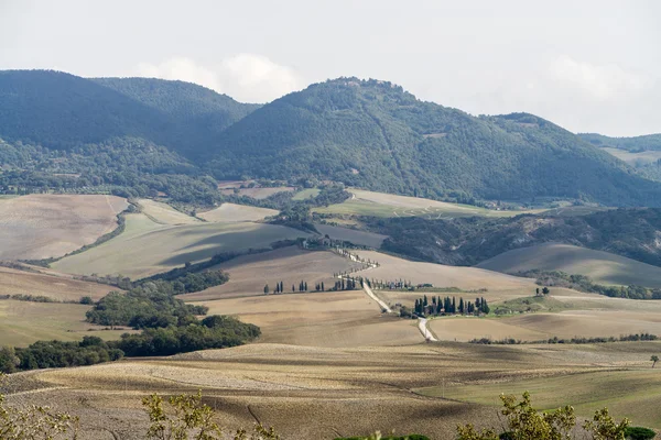 Cipressi in Toscana, paesaggio italiano — Foto Stock