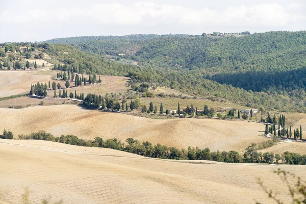 Zypressen in der Toskana, italienische Landschaft — Stockfoto