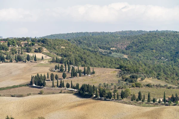 トスカーナ州、イタリアの風景の糸杉 — ストック写真