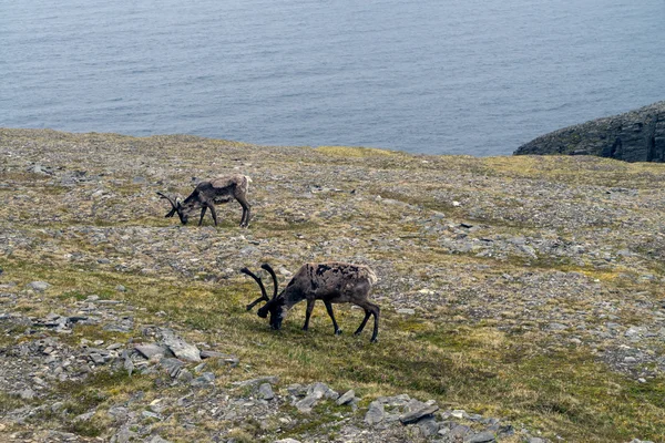 Arktisk landskap med rein på Nordkapp – stockfoto