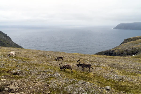 Arktische Landschaft mit Rentieren bei nordkapp, Norwegen — Stockfoto