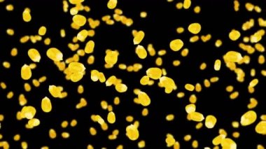 Siyah arka planda bir sürü mısır tanesiyle uçuyor. Sarı mısır tohumları. Vejetaryen. Sağlıklı yiyecekler. Dönen mısırın 3 boyutlu döngü animasyonu.