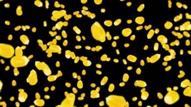 Siyah arka planda bir sürü mısır tanesiyle uçuyor. Sarı mısır tohumları. Vejetaryen. Sağlıklı yiyecekler. Dönen mısırın 3 boyutlu döngü animasyonu.