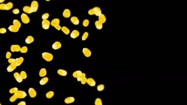 Siyah arka planda bir sürü mısır tanesiyle uçuyor. Sarı mısır tohumları. Vejetaryen. Sağlıklı yiyecekler. Dönen mısırın 3 boyutlu döngü animasyonu.