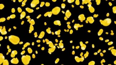 Siyah arka planda bir sürü mısır tanesiyle uçuyor. Sarı mısır tohumları. Vejetaryen. Sağlıklı yiyecekler. Dönen mısırın 3 boyutlu döngü animasyonu.