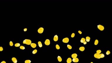 Siyah arka planda bir sürü mısır tanesiyle uçuyor. Sarı mısır tohumları. Vejetaryen. Sağlıklı yiyecekler. Dönen mısırın 3 boyutlu döngü animasyonu.
