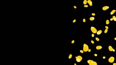 Siyah arka planda bir sürü mısır tanesiyle uçuyor. Sarı mısır tohumları. Vejetaryen. Sağlıklı yiyecekler. Dönen mısırın 3 boyutlu döngü animasyonu.