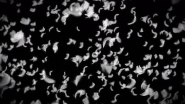 Siyah arka planda beyaz tüyler uçuşuyor. Havada süzülen güzel tüy. Mutluluk kavramı. Tüylerin 3 boyutlu döngü animasyonu.