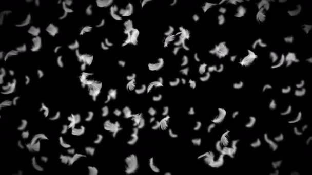 在黑色的背景上飘扬着许多白色的羽毛 美丽的羽毛在空气中飘扬 幸福的概念 羽毛的3D循环动画 — 图库视频影像