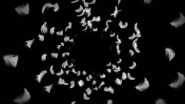 Siyah arka planda beyaz tüyler uçuşuyor. Havada süzülen güzel tüy. Mutluluk kavramı. Tüylerin 3 boyutlu döngü animasyonu.