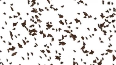 Siyah arka planda bir sürü çikolata parçası uçurmak. Yiyecek ve tatlılar. Süt ve koyu. Çikolata dönüşümlü 3 boyutlu döngü animasyonu.