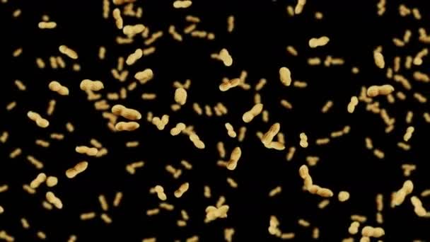 Летает Много Арахиса Черном Фоне Сырые Орешки Арахис Ракушках Здоровые — стоковое видео
