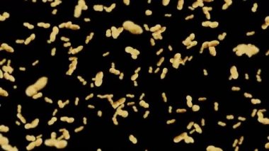 Siyah arka planda bir sürü fıstık uçurmak. Çiğ fıstık. Kabuklu yerfıstığı. Sağlıklı organik yiyecekler. Tohum dönüşünün 3 boyutlu döngü canlandırması.