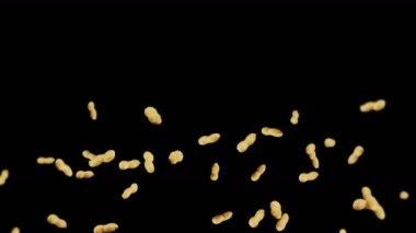 Siyah arka planda bir sürü fıstık uçurmak. Çiğ fıstık. Kabuklu yerfıstığı. Sağlıklı organik yiyecekler. Tohum dönüşünün 3 boyutlu döngü canlandırması.