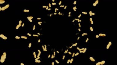 Siyah arka planda bir sürü fıstık uçurmak. Çiğ fıstık. Kabuklu yerfıstığı. Sağlıklı organik yiyecekler. Tohum dönüşünün 3 boyutlu döngü canlandırması.