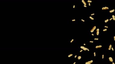 Siyah arka planda bir sürü fıstık uçurmak. Çiğ fıstık. Kabuklu yerfıstığı. Sağlıklı organik yiyecekler. Tohum dönüşünün 3 boyutlu döngü canlandırması.