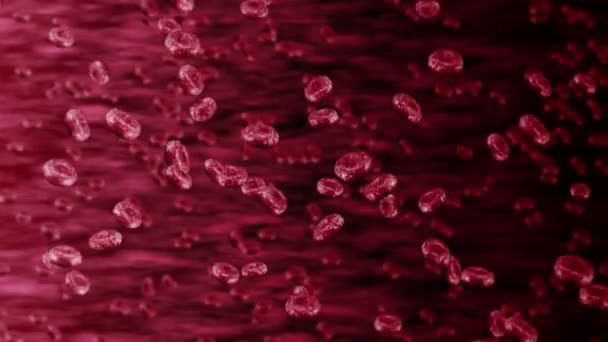 Vaisseau Sanguin Humain Avec Beaucoup Globules Rouges Concept Médical Flux — Video