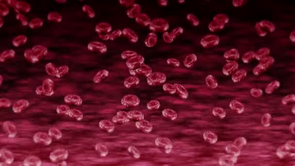 人的血管有许多红血球 医学概念 人类红血球的流 细胞旋转的3D循环动画 — 图库视频影像