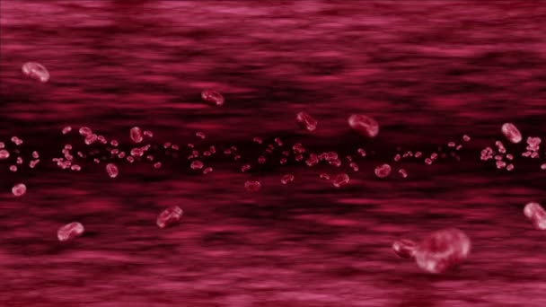 Menselijk Bloedvat Met Veel Rode Bloedcellen Medisch Concept Stroom Van — Stockvideo