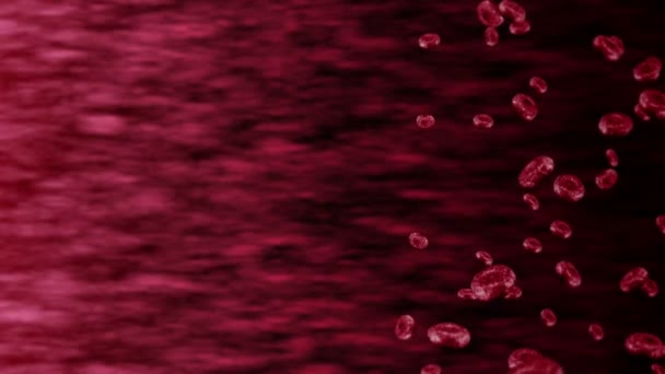 Vasos Sanguíneos Humanos Com Muitos Glóbulos Vermelhos Conceito Médico Fluxo — Vídeo de Stock