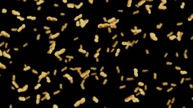 Siyah arka planda bir sürü fıstık uçurmak. Çiğ fıstık. Kabuklu yerfıstığı. Sağlıklı organik yiyecekler. Tohum dönüşünün 3 boyutlu döngü canlandırması.