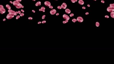 Siyah arka planda bir sürü kırmızı kan hücresi uçuyor. Tıbbi konsept. İnsan eritrositlerinin akışı. Hücre dönüşünün 3 boyutlu döngü canlandırması.