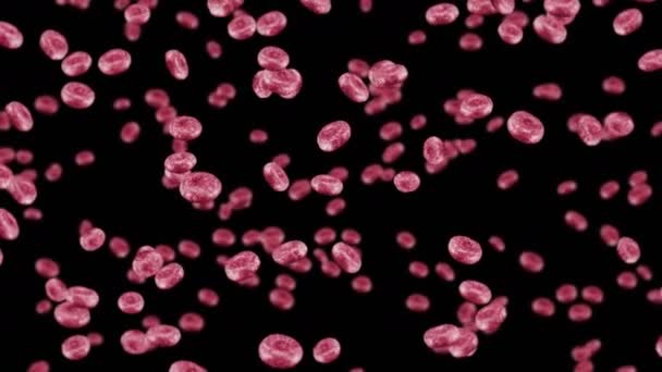 Vliegen Met Veel Rode Bloedcellen Zwarte Achtergrond Medisch Concept Stroom — Stockvideo