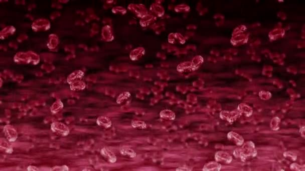 Lidská Céva Mnoha Červenými Krvinkami Lékařský Koncept Proud Lidských Erytrocytů — Stock video