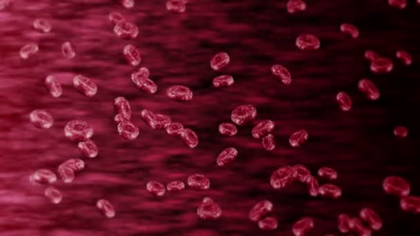 Menschliche Blutgefäße Mit Vielen Roten Blutkörperchen Medizinisches Konzept Strom Menschlicher — Stockvideo