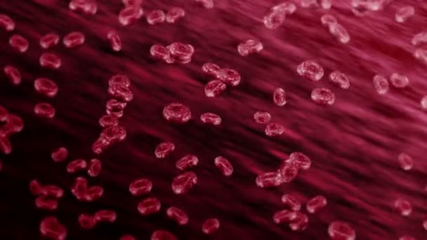Vaisseau Sanguin Humain Avec Beaucoup Globules Rouges Concept Médical Flux — Video