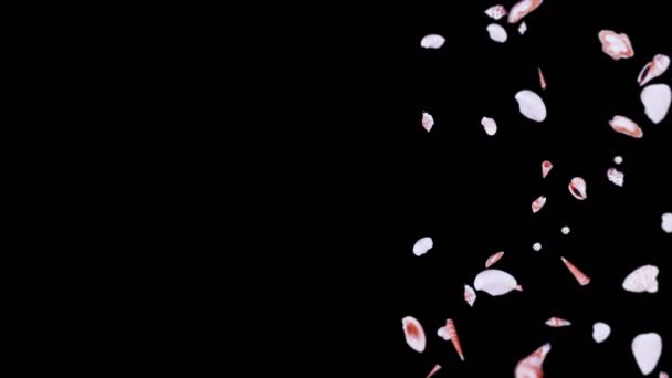 在黑色的背景上飞行着许多海贝壳 收集现实的贝类 热带水下 弹壳旋转的三维循环动画 — 图库视频影像