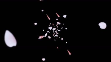 Siyah arka planda bir sürü deniz kabuğu uçurmak. Gerçekçi kabuklu deniz hayvanı koleksiyonu. Tropik su altı. Dönen kabukların 3 boyutlu döngü canlandırması.