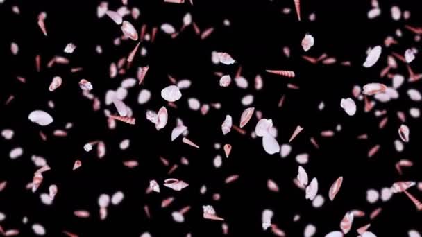 在黑色的背景上飞行着许多海贝壳 收集现实的贝类 热带水下 弹壳旋转的三维循环动画 — 图库视频影像