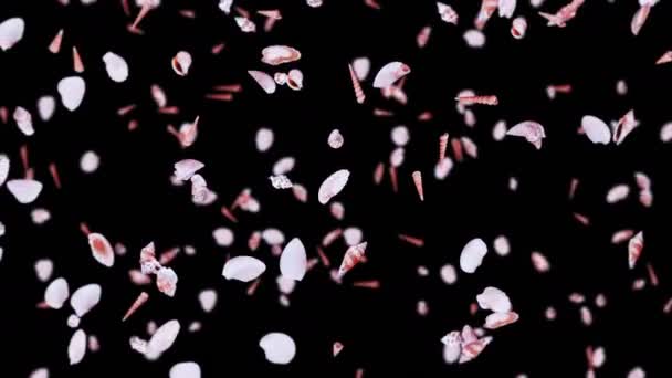 Летает Много Морских Раковин Черном Фоне Коллекция Реалистичных Моллюсков Тропические — стоковое видео
