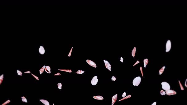 Volando Molte Conchiglie Sul Fondo Nero Raccolta Molluschi Realistici Tropicale — Video Stock