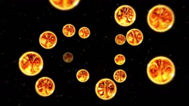 Birçok soyut ateş topu siyah arka planda uçuyor. Ateş küresi yavaşça yüzer. Döngü canlandırması.