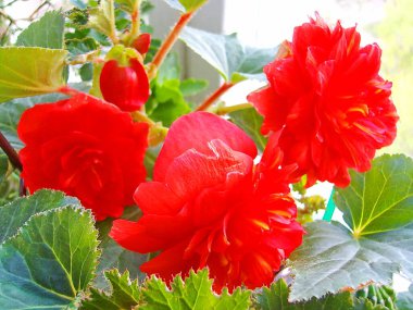 Kırmızı begonyanın güzelliği