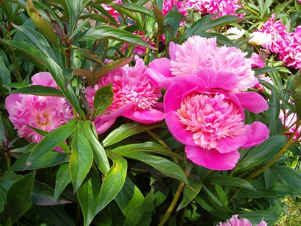 Beauty Pink Peony — Stock Photo, Image