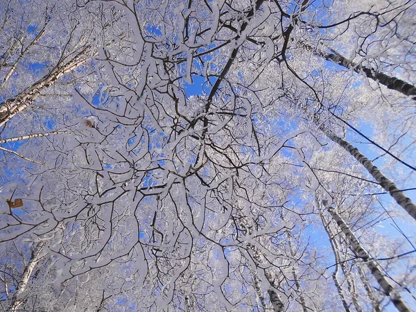 Geada Dia Inverno Ensolarado — Fotografia de Stock