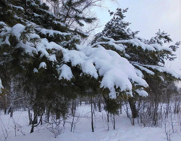 겨울의 — 스톡 사진