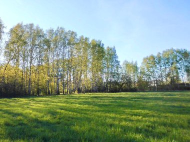 yeşil çimenler ve huş ağaçları