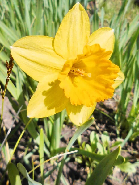 Sárga Nárciszvirág Tavasszal — Stock Fotó