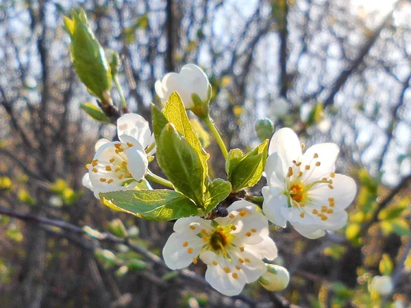 Körsbärsblomma Våren — Stockfoto