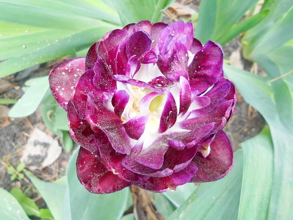 Double Flowered Tulip Spring — Stock Photo, Image