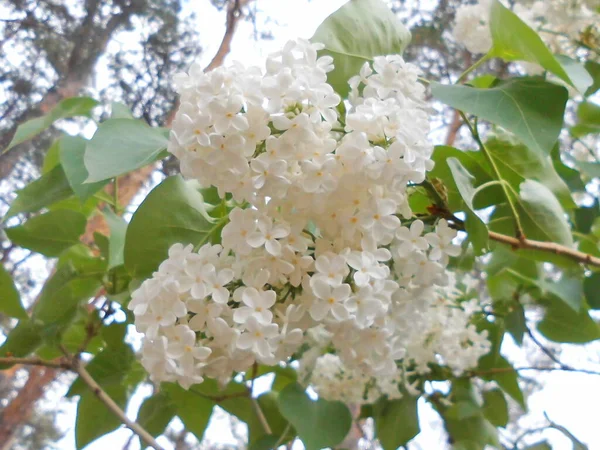 Lilás Branco Dia Primavera — Fotografia de Stock