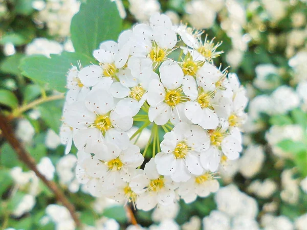 Spiraea Florescer Dia Primavera — Fotografia de Stock