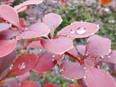 Yaprağın üzerindeki su damlaları