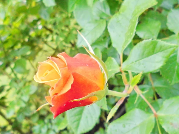 Rózsa Virág Nyári Napon — Stock Fotó