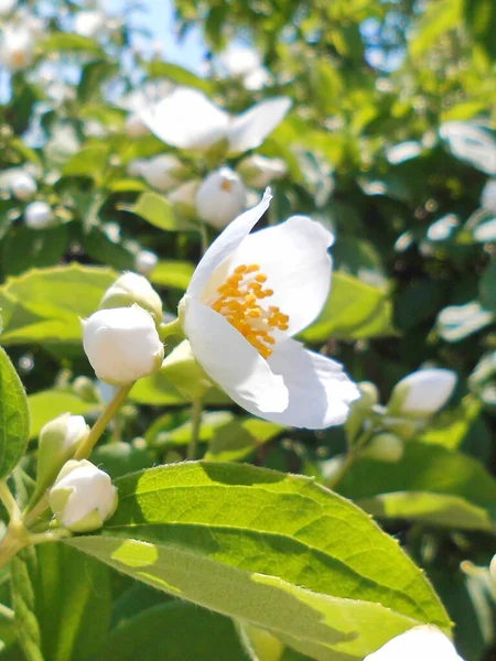 Jasmine Flower Summer Day — Stock Photo, Image