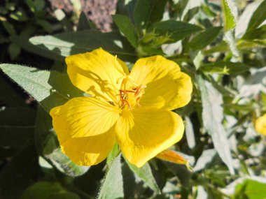 Yaz günü Oenothera